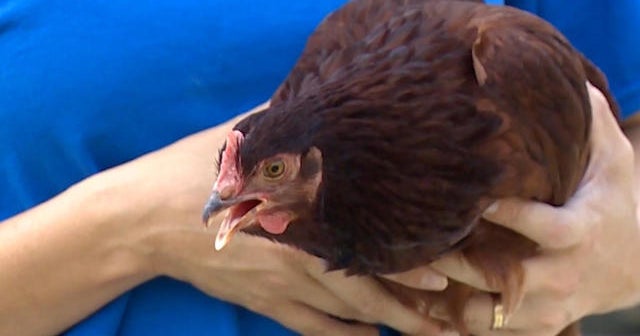 Live chickens in cities and suburbs - CBS News