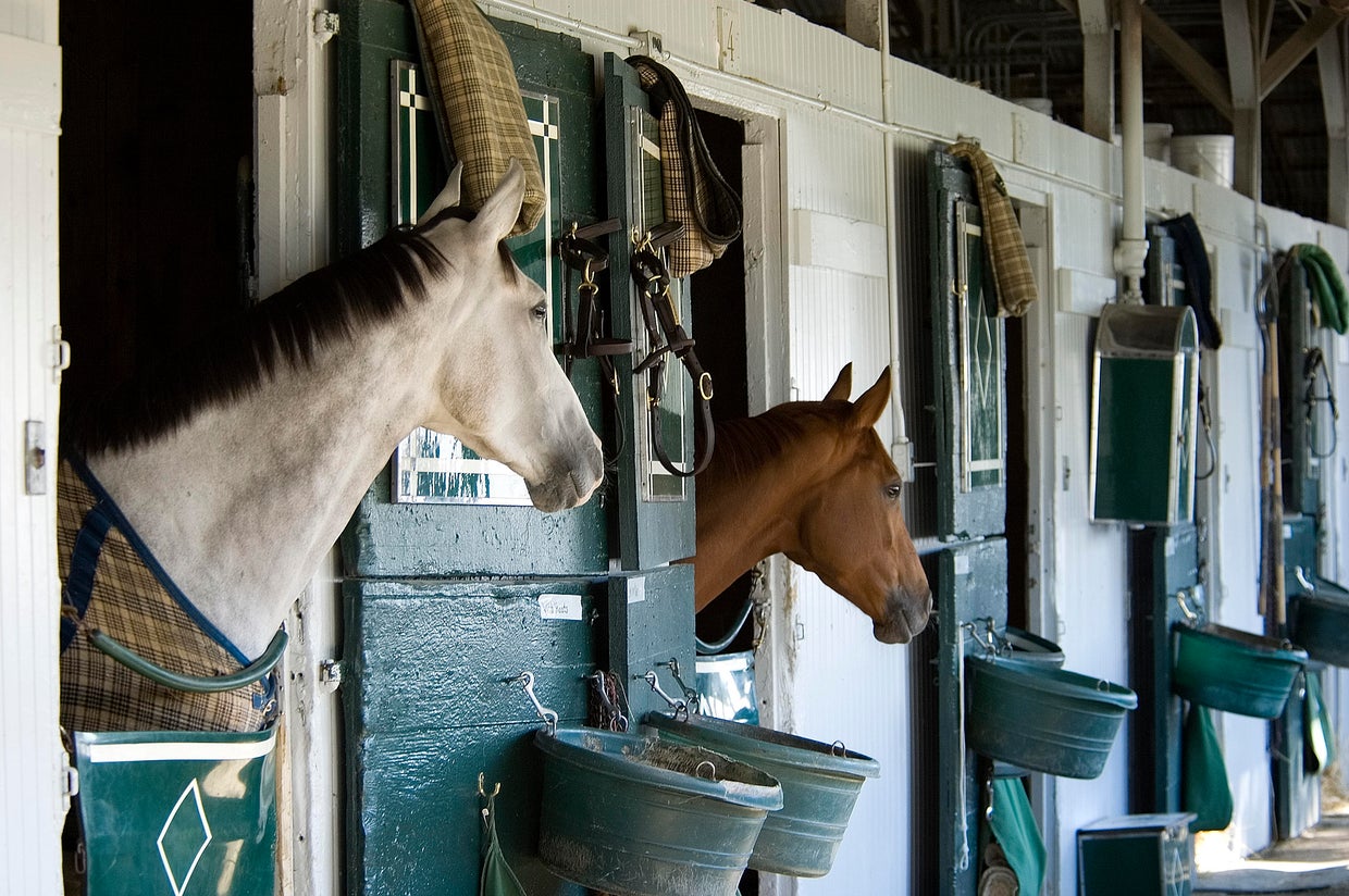 Two Thoroughbreds in Stable 
