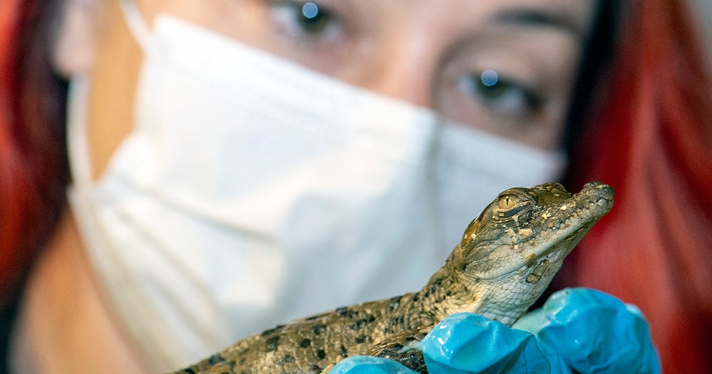 PIX: Engangered Orinoco Crocs Hatch At Zoo Miami