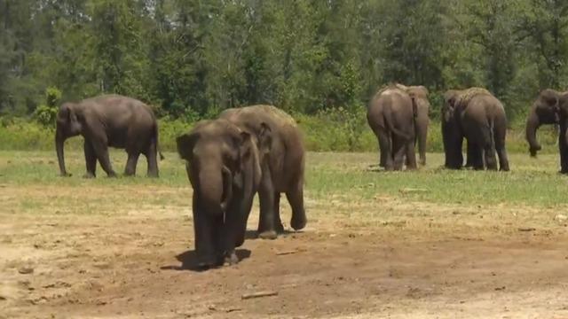 cbsn-fusion-former-circus-elephants-get-spacious-new-home-in-florida-thumbnail-708450-640x360.jpg 