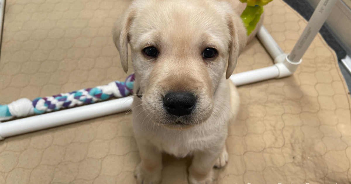 Pittsburgh Pirates have a team dog; Vote on the name for the Pirates pup