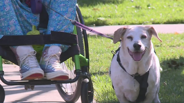 spork-therapy-dog.jpg 