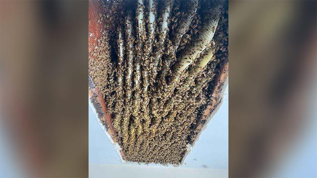 100,000 bees removed from GA 