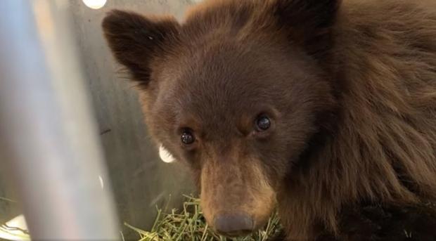 bear cub release 2 