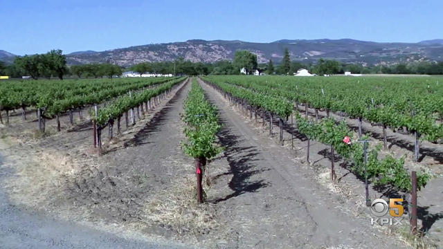 vineyards.jpg 