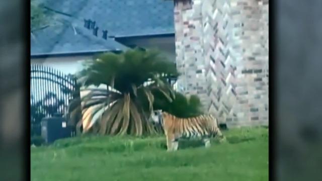 cbsn-fusion-tiger-found-roaming-houston-neighborhood-thumbnail-712068-640x360.jpg 