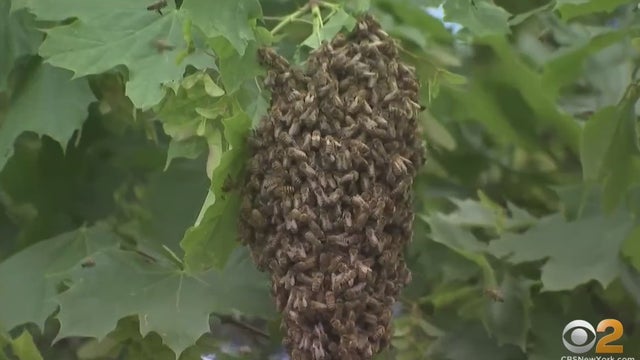 Honeybees-swarm-Nassau-County.jpg 