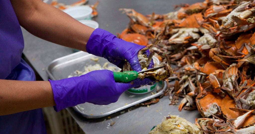Crabmeat Prices Expected To Rise Due To Supply Issues CBS Baltimore