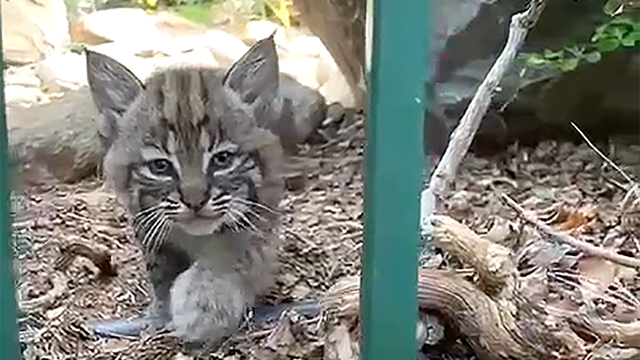 bobcat-kitten.png 
