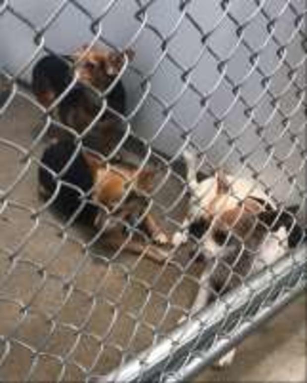 Dogs Rescued 4 