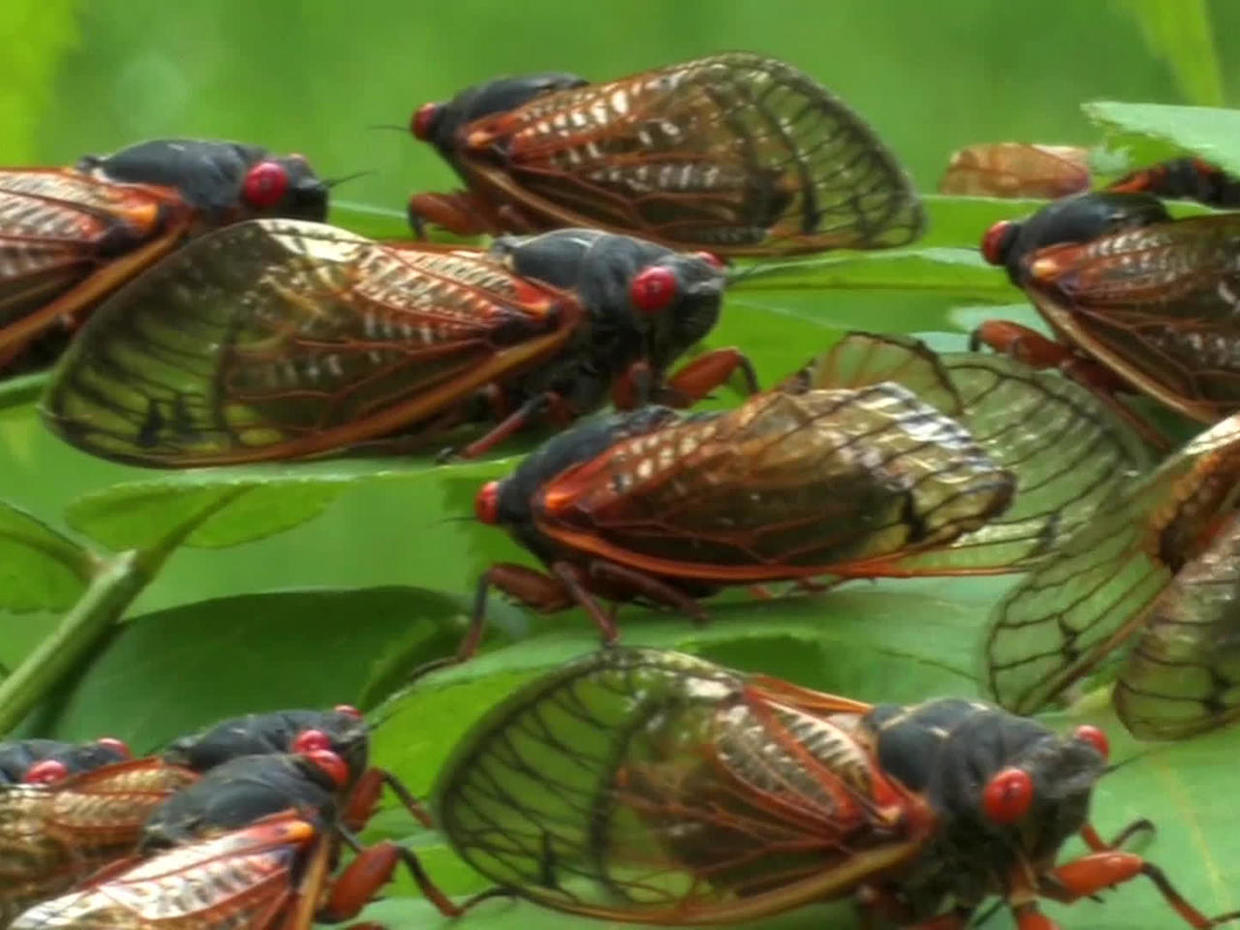 The Return Of The Cicadas Cbs News