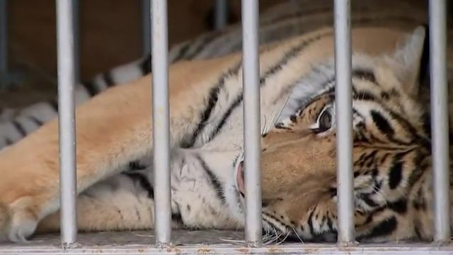 cbsn-fusion-tiger-found-houston-texas-2021-05-16-thumbnail-716272-640x360.jpg 