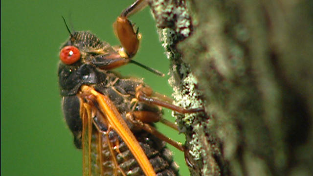 cicada-closeup-716066-640x360.jpg 
