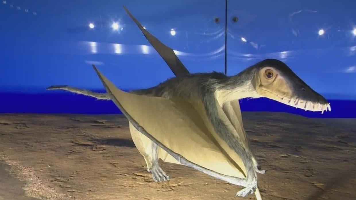 pterosaurs exhibit