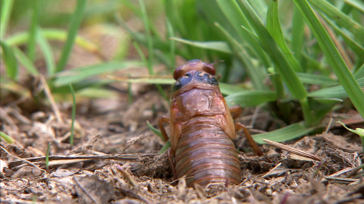 The Return Of The Cicadas Cbs News