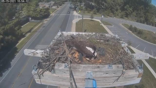 Osprey-cam.jpg 