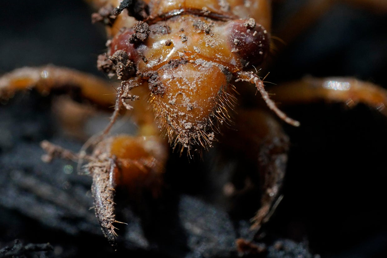 Cicada Explainer 
