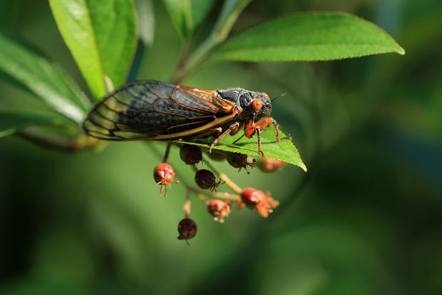 Brood X Cicadas Emerge After 17 Years Underground 