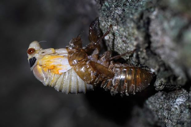 APTOPIX Cicada Invasion 