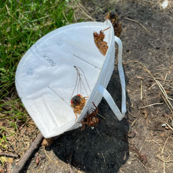 mask cicada brood x 