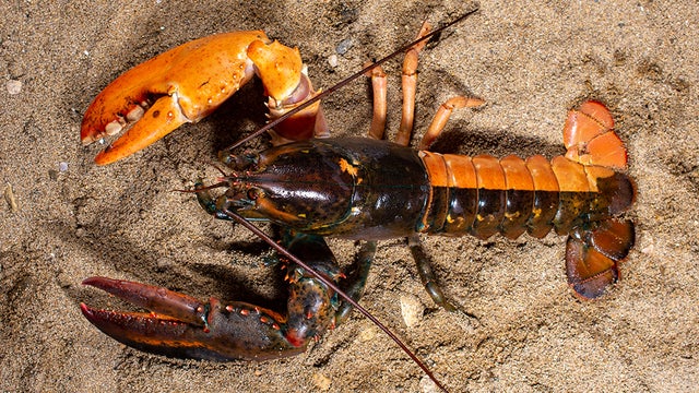 split-lobster-1.jpg 