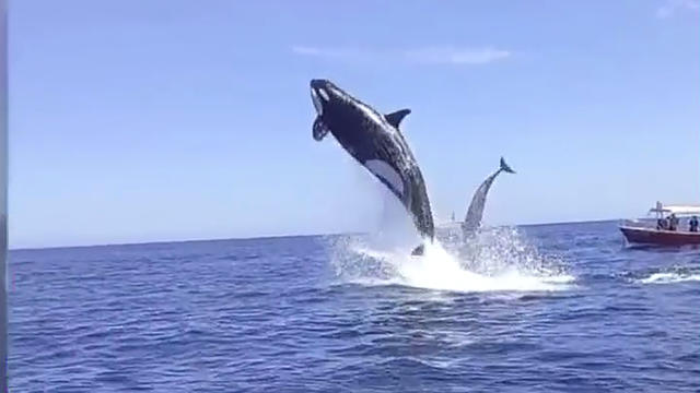 orca-hits-dolphin.jpg 