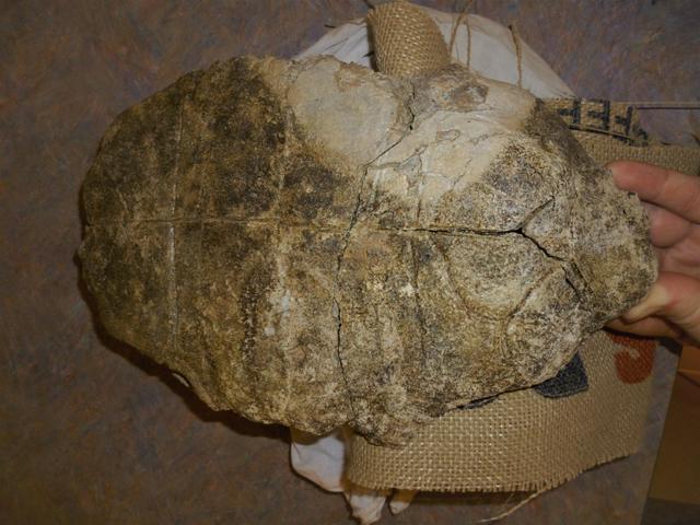 Boy Finds Intact Prehistoric Shell in Va.'s Urbanna Creek