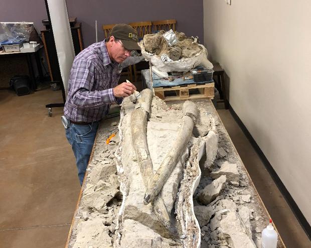 Mastodon-tusks-photo-by-California-State-University-Chico-1.jpg 