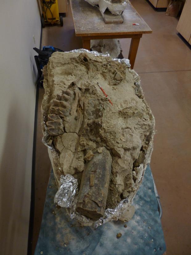 Mastodon skull photo by California State University, Chico 