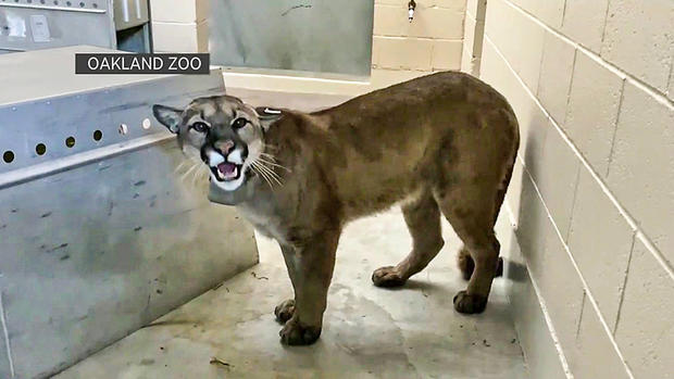 Oakland Zoo - Captured Cougar 