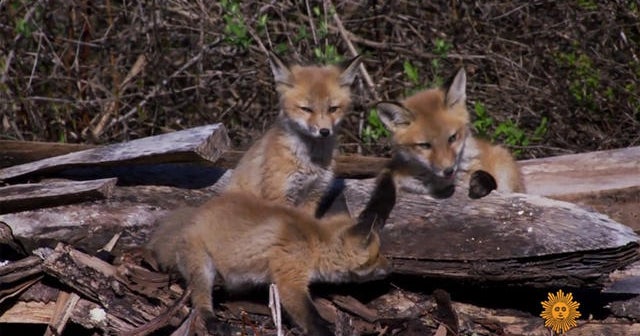 Nature Red foxes' den CBS News