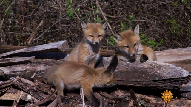 natureredfoxes-721363-640x360.jpg 