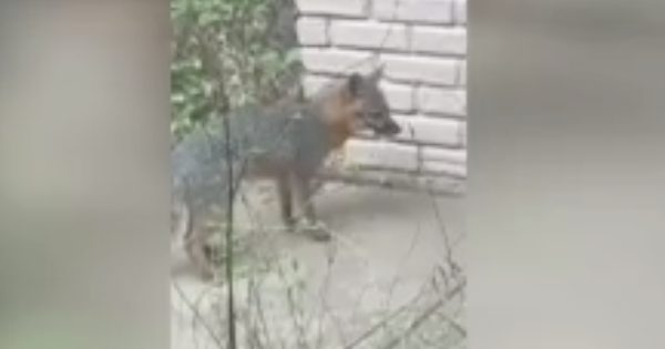 2 Foxes Test Positive For Rabies In Tarrant County CBS Texas