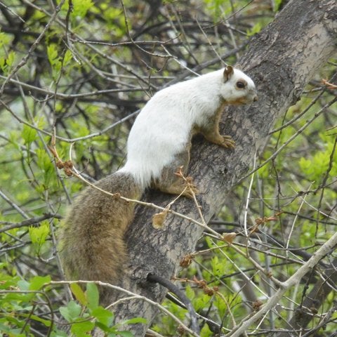 PHOTOS: Rare Piebald Squirrel Spotted West Of Denver - CBS Colorado