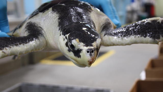 Turtle-transport-New-England-Aquarium.jpg 