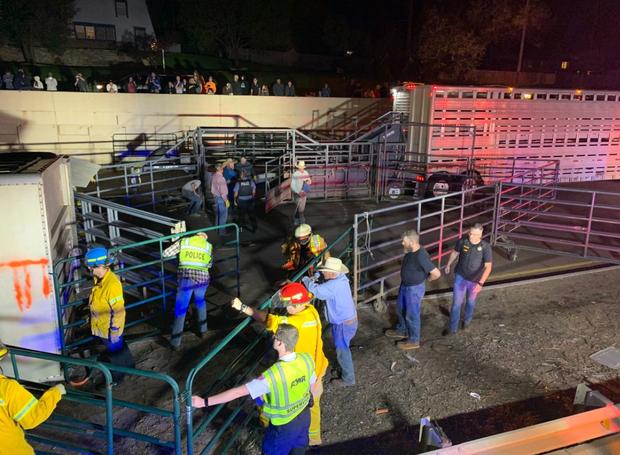 cattle hauler crash (Co Springs Fire Dept)3 