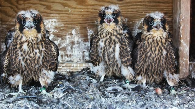 Falcon-Chicks.jpg 