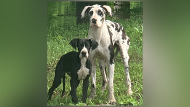Abandoned Great Danes 