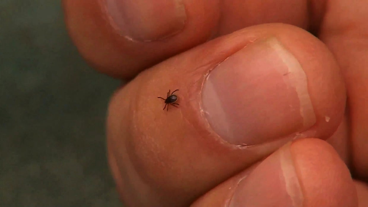 Deer Tick Season How To Prepare And Protect Yourself, Family And Pets