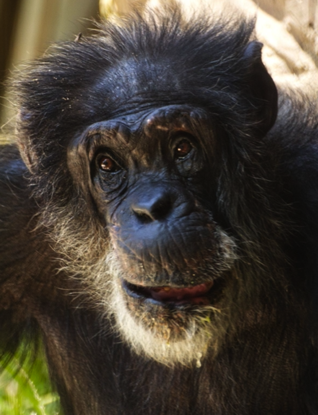 chimpanzee-joey 