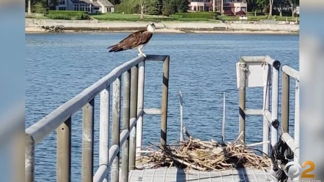 Osprey-nest-Huntington-Lighthouse.jpg 