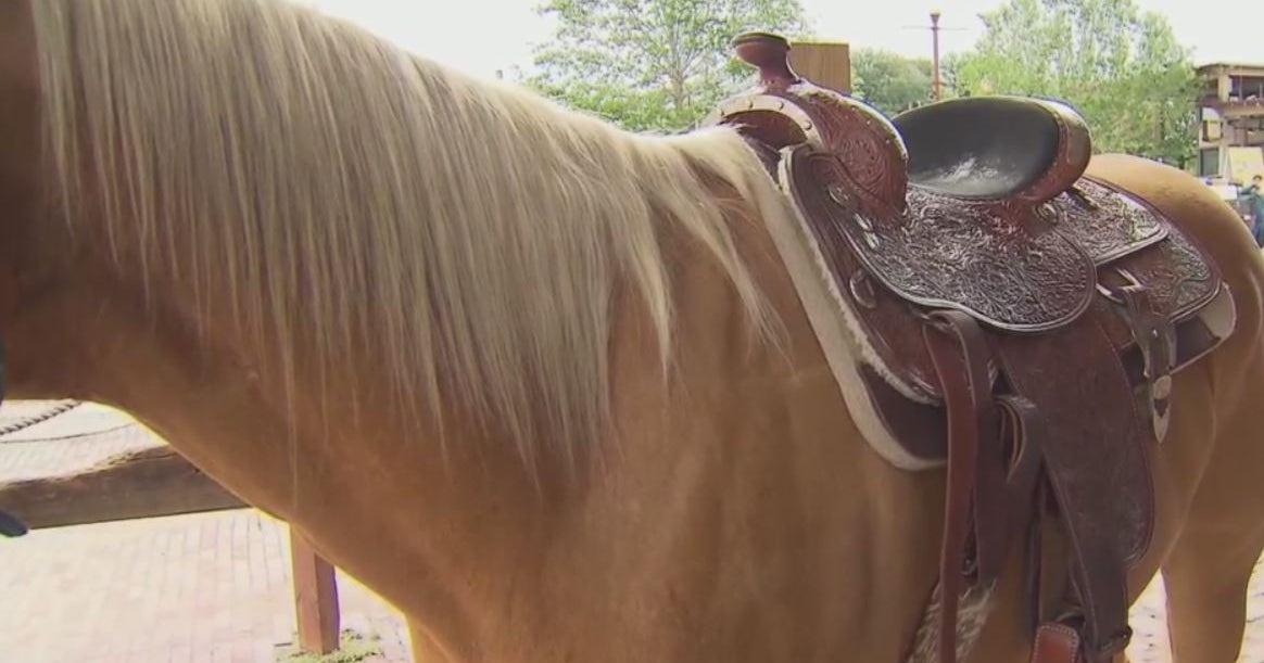 Discover DFW Horseback Riding In The Fort Worth Stockyards CBS Texas