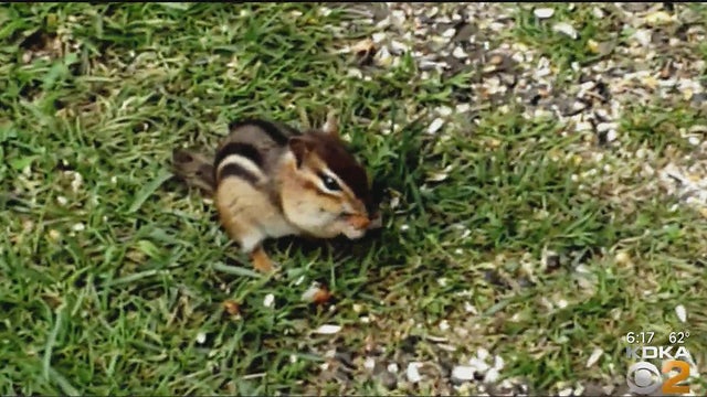 chipmunk.jpg 