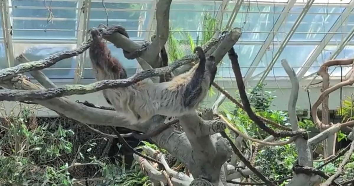 Sloth Family Gets New Habitat In Denver Zoo -- Tropical Discovery - CBS ...