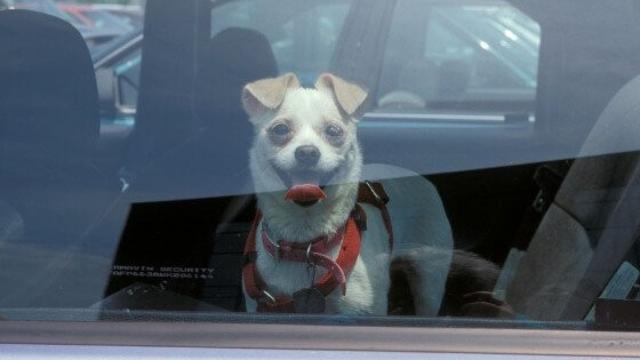 PETA_Dog-in-hot-car.jpg 