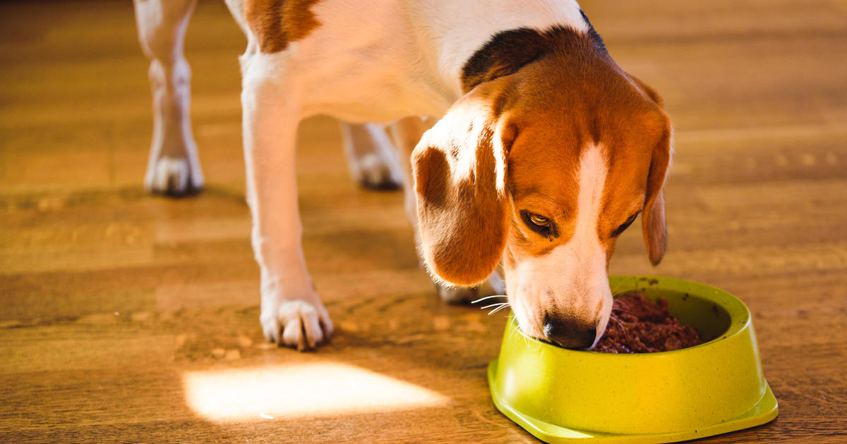 Dog food sold by Walmart recalled as it may contain metal pieces