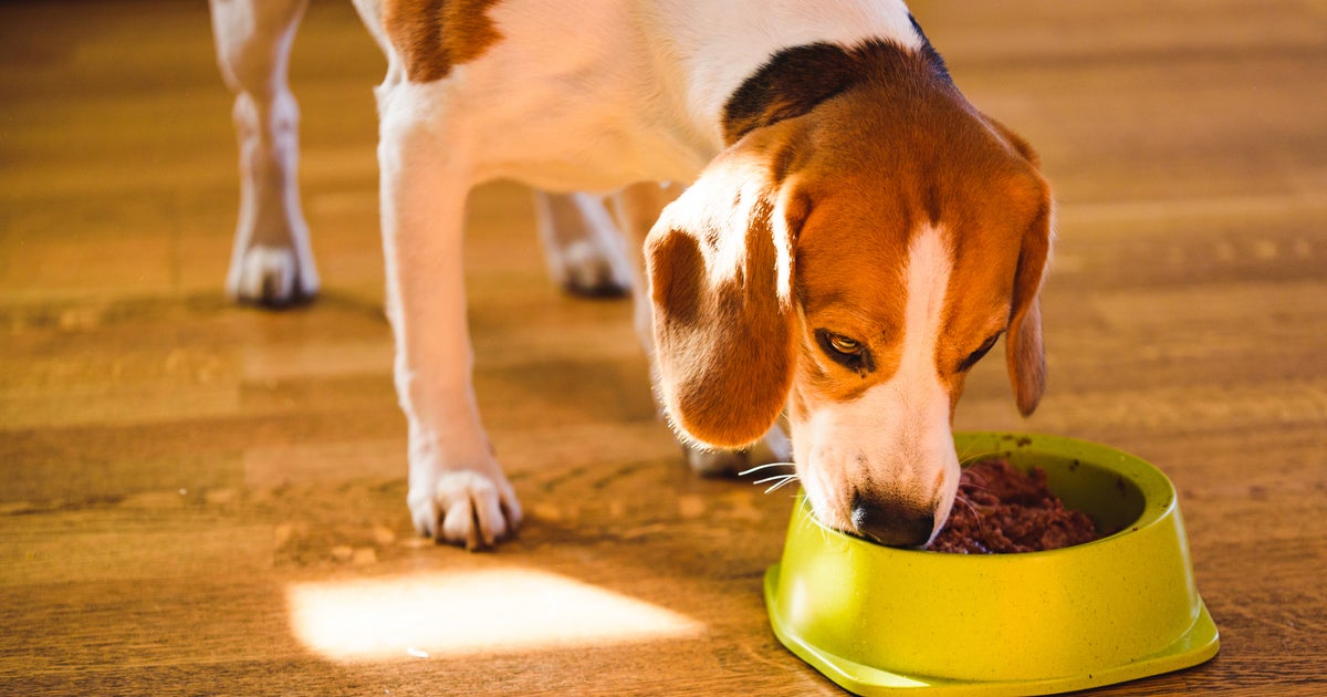 Dog food sold by Walmart is recalled because it may contain metal pieces Dog food sold by Walmart is recalled because it may contain metal pieces