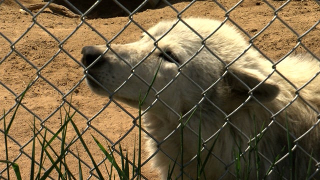 Wolf-Wildlife-Center.jpg 