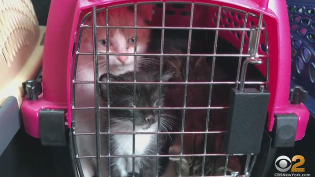 cats-rescued.jpg 