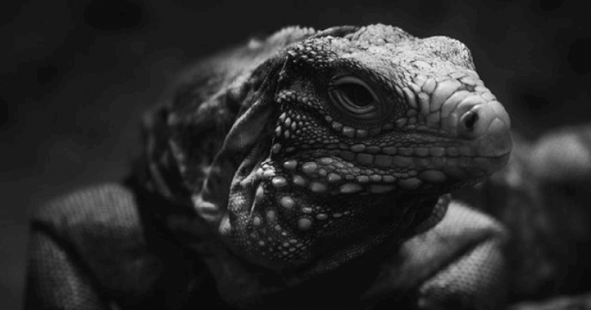 Zoo In Utica Offers Up Close Encounter With Reptiles CBS Detroit